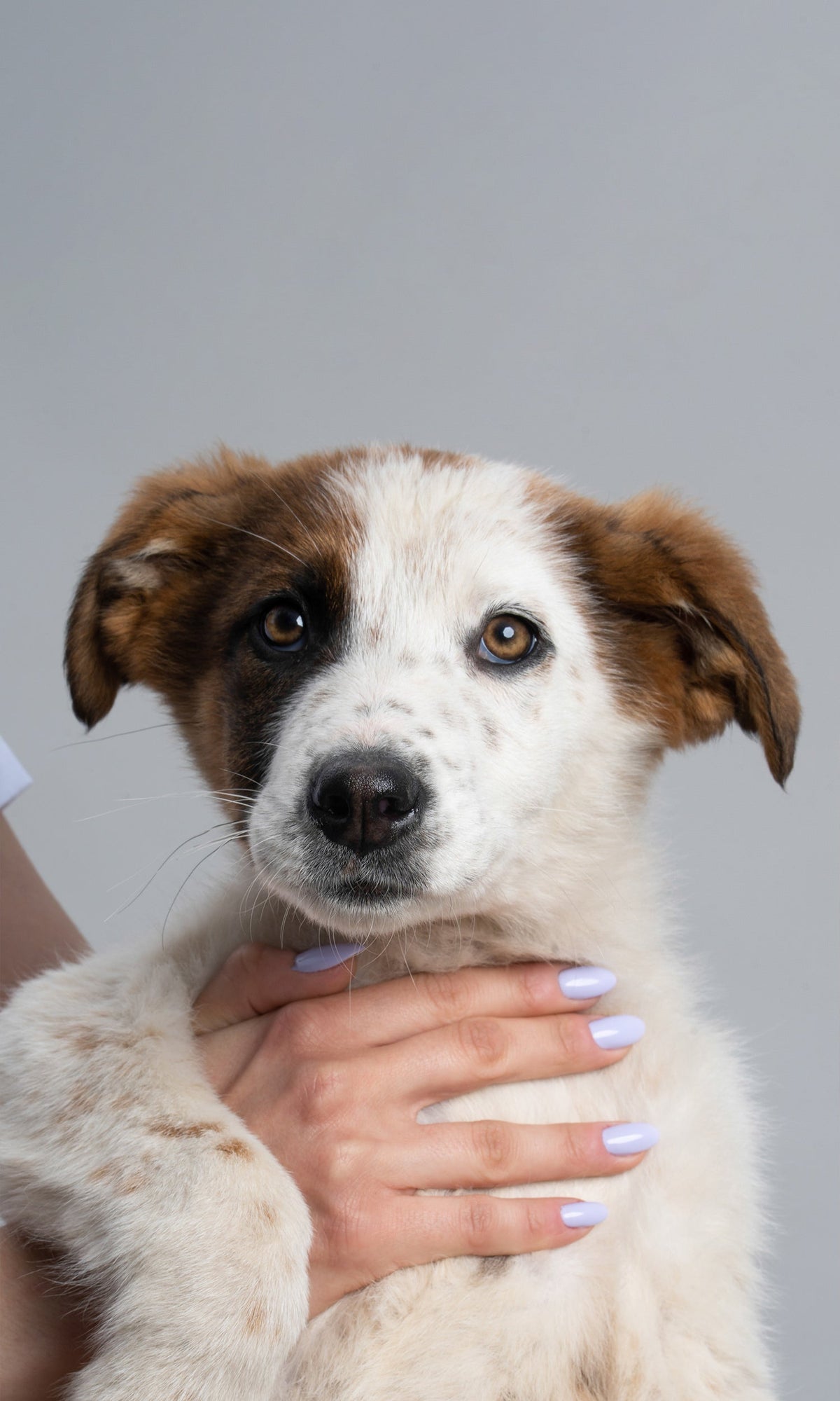 122 Purrfect nails on a hand holding a puppy