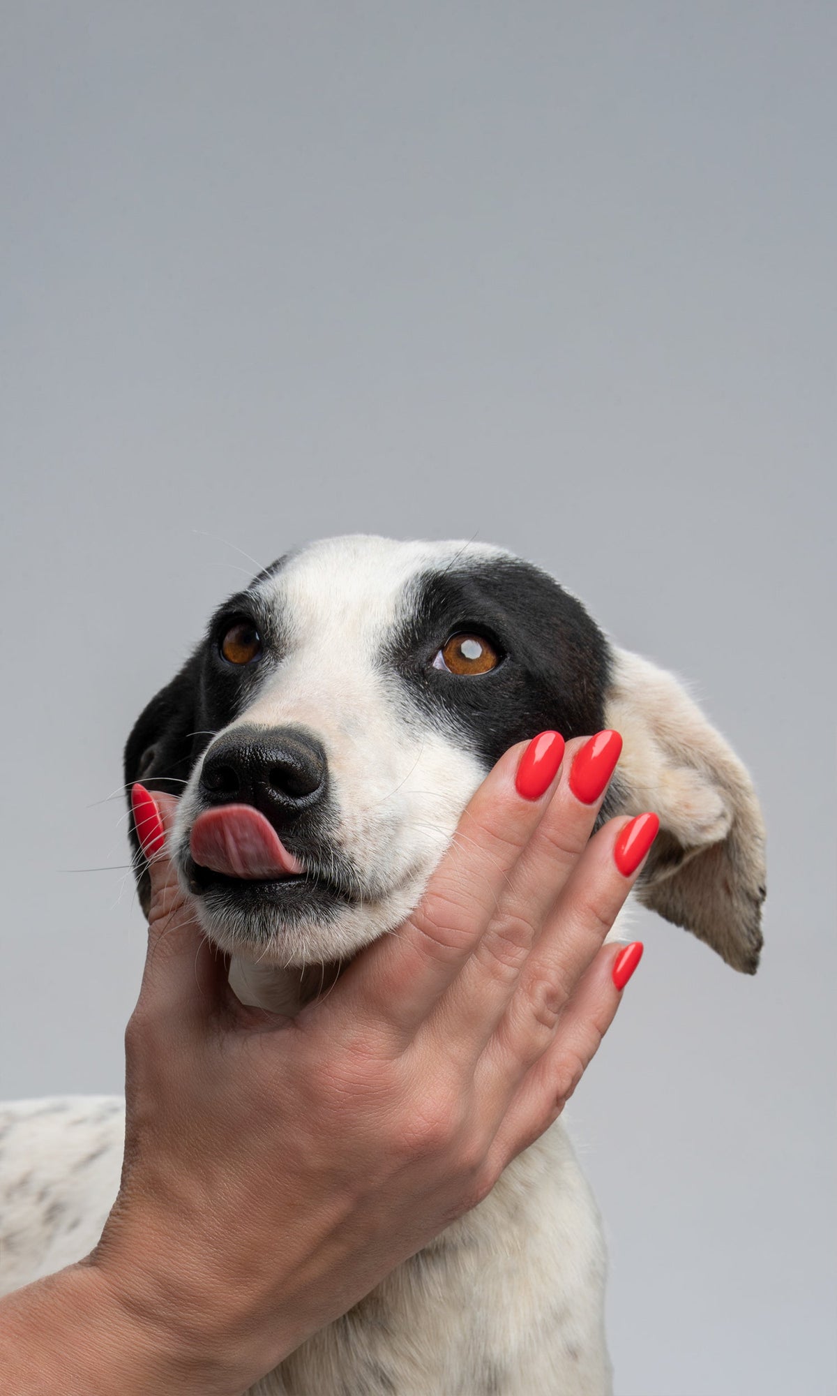 119 True Love nails on a hand stroking a dog