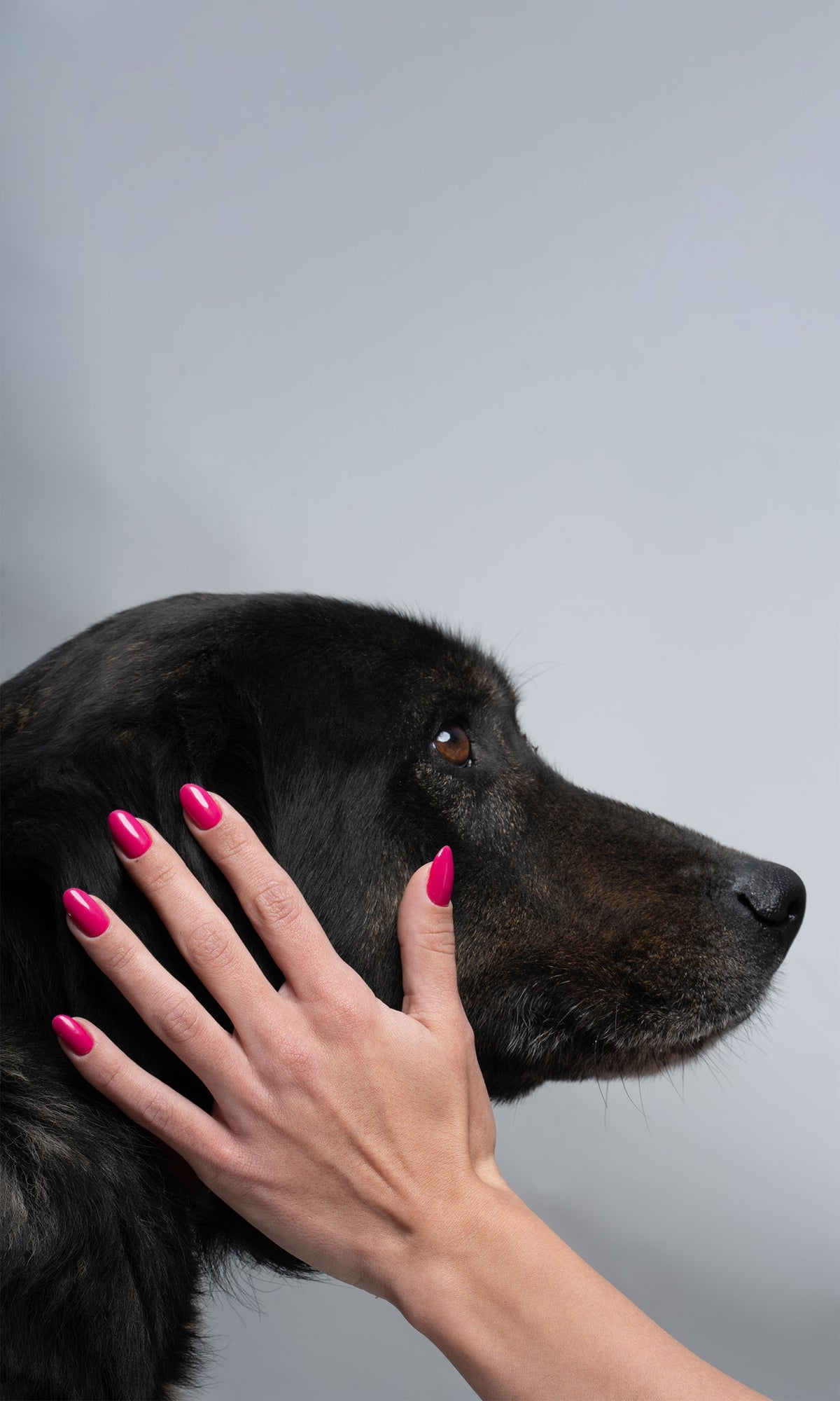 118 Pink Feelings nails on a hand stroking a black dog